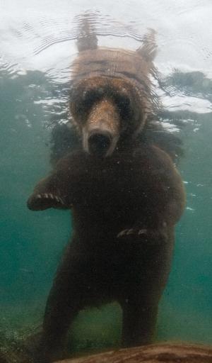 bear-swimming