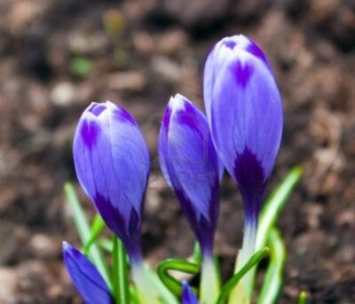 crocus